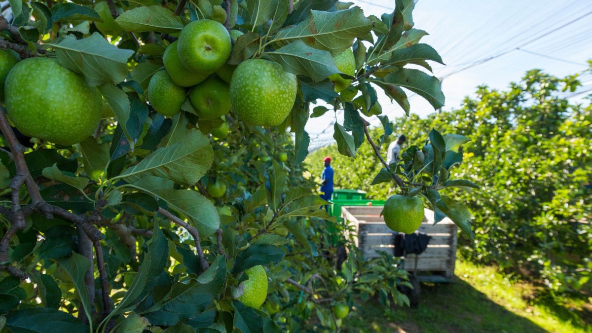 La producción integrada de Giropoma garantiza una agricultura sostenible y respetuosa con el medio ambiente