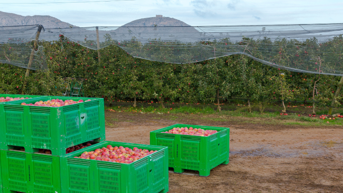 Las 7 variedades de manzana de Giropoma: propiedades y beneficios
