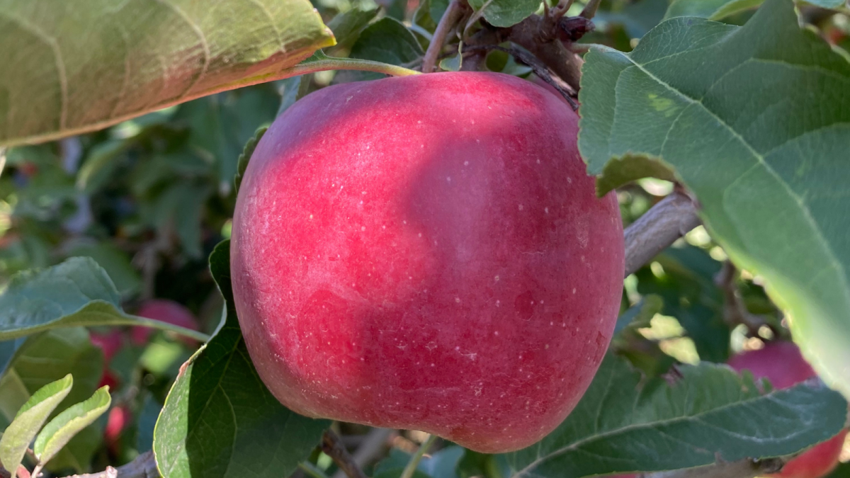 Candine, la nueva manzana que Giropoma ha empezado a comercializar