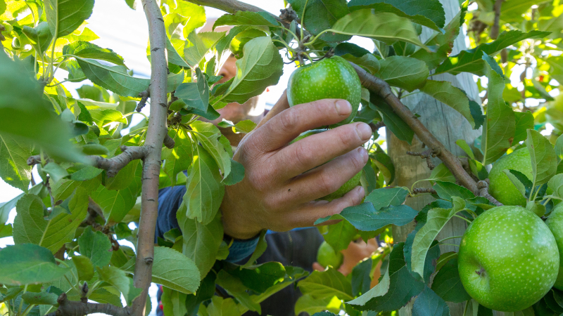 SCABKILL project, rationalization of the use of phytosanitary products in the control of apple scab