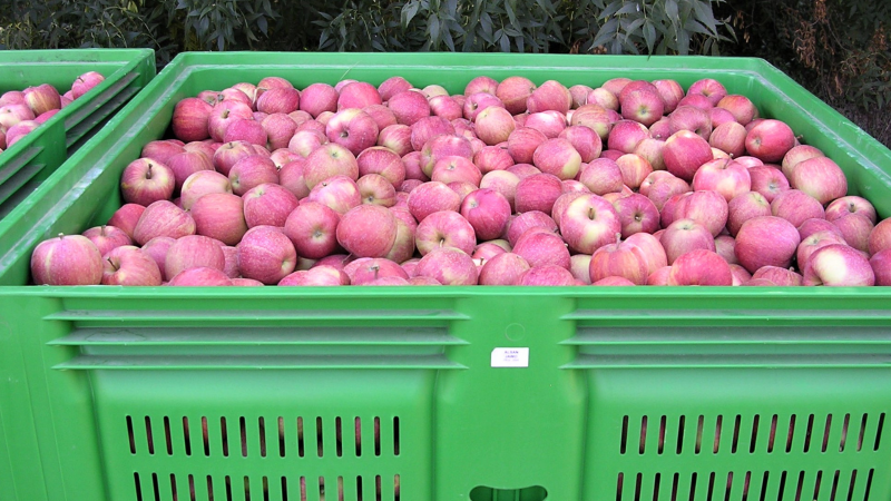 PICKBEST project, determination of the optimal harvest time to satisfy the consumer and adapt to new preservation technologies