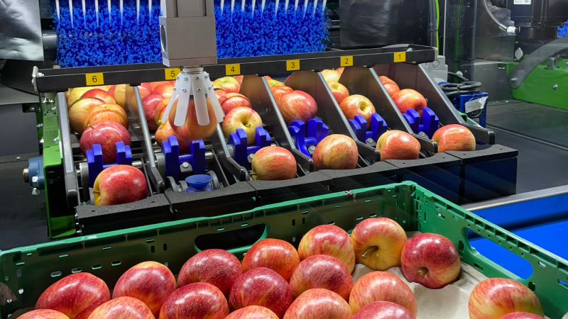 Giropoma pone en marcha una nueva línea robotizada para la selección y envasado de sus manzanas