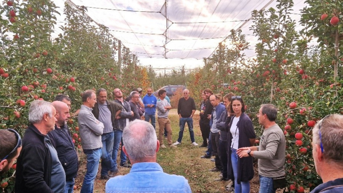 Se logran con éxito las previsiones y Giropoma cierra la cosecha con una manzana que destaca por su calidad