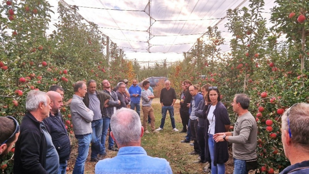 The forecasts are successfully achieved and Giropoma closes the harvest with an apple that stands out for its quality