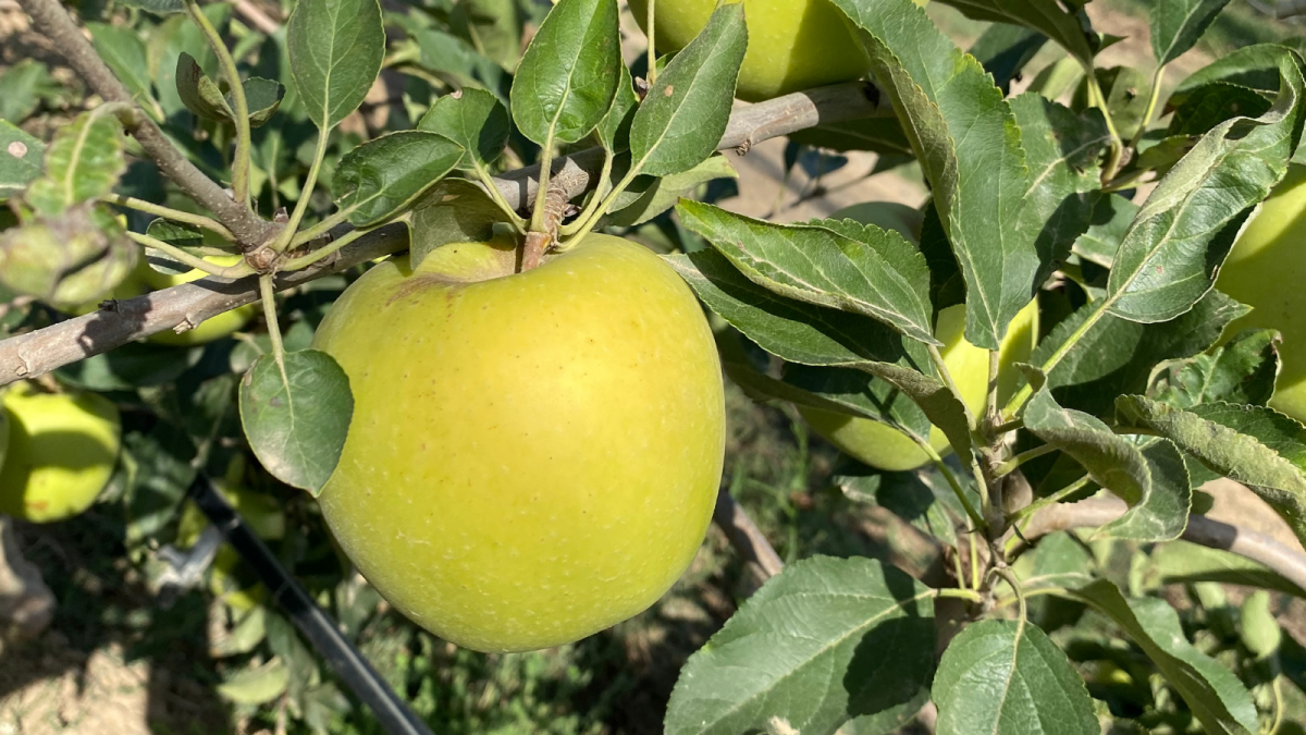 Golden, one of the most appreciated apples by consumers
