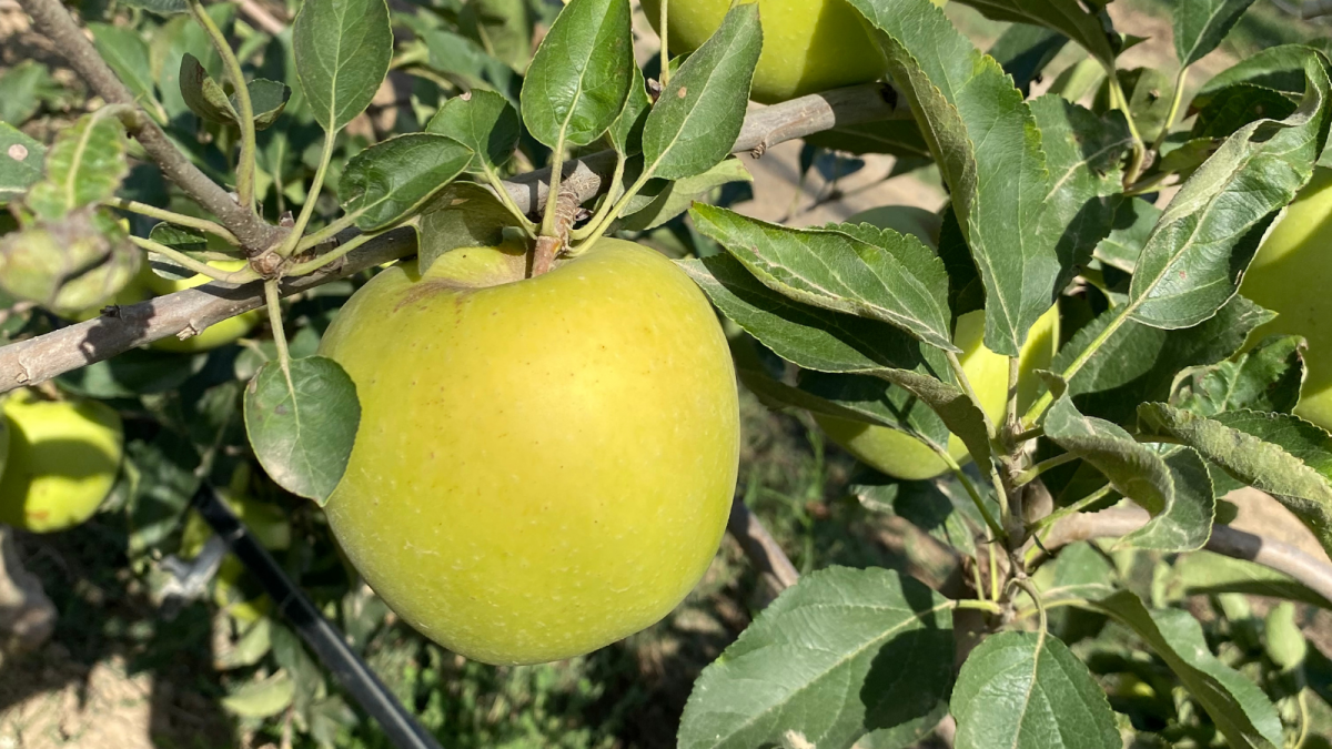 La Golden, una de las manzanas más apreciadas por los consumidores