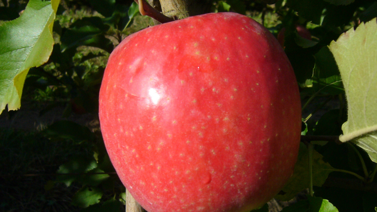 The Pink Lady®, a successful variety developed under the Club formula