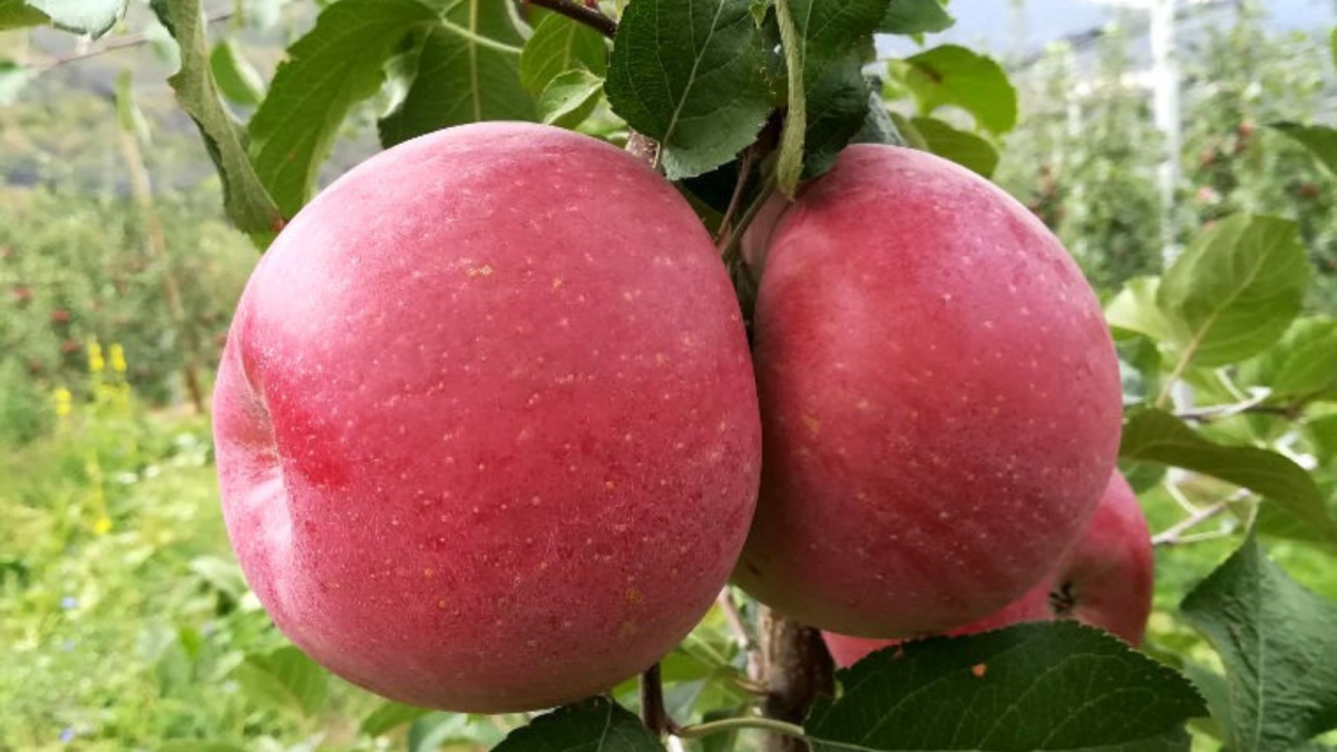 La Fuji, una manzana de otoño crujiente y jugosa