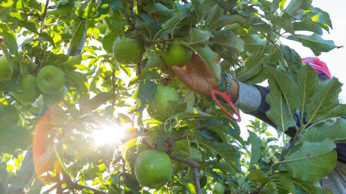 La Granny Smith, la manzana de la repostería