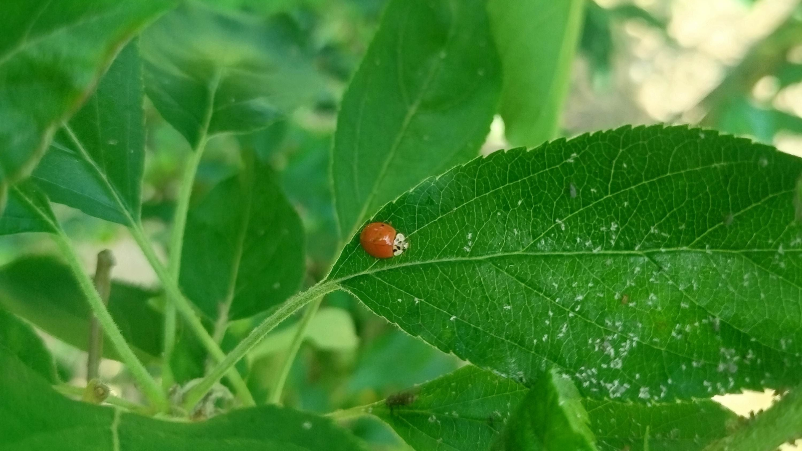 Giropoma - Imatges web (75)