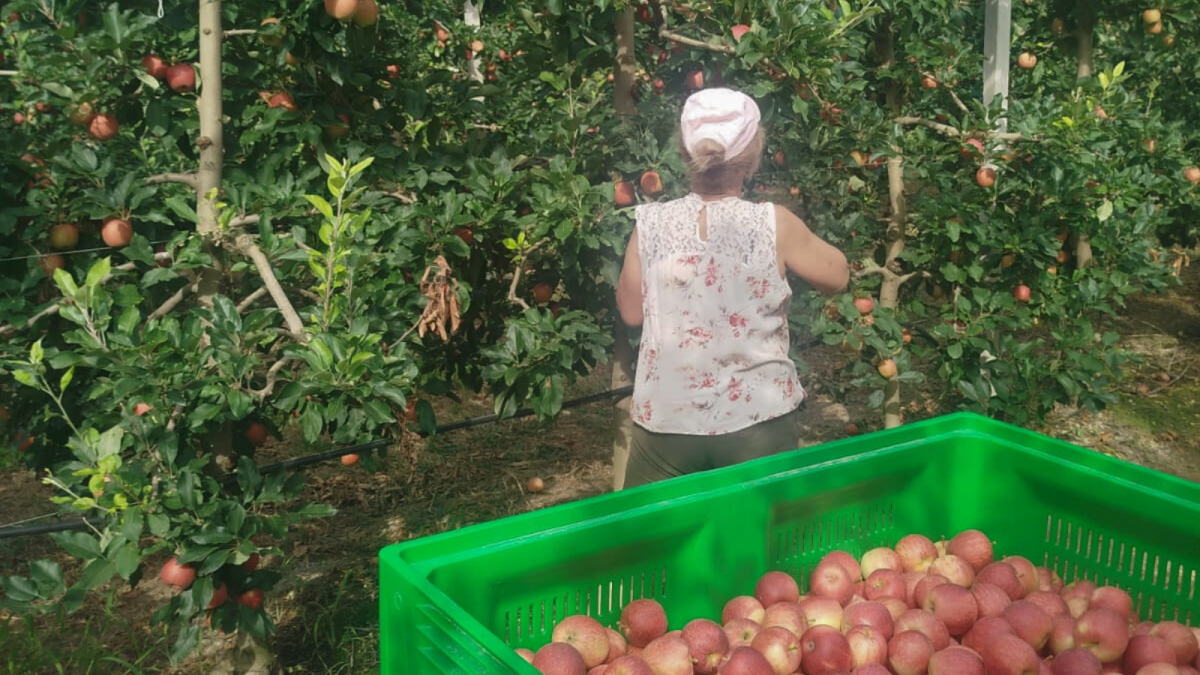 La maduración perfecta: ¿cuando es el momento óptimo para cosechar nuestras manzanas?