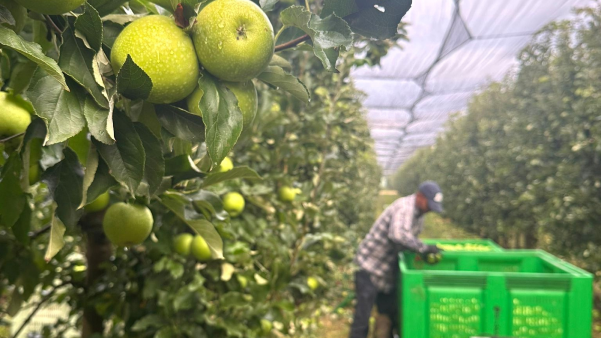 Granny Smith: L’acidesa perfecta per a plats salats i refrescants